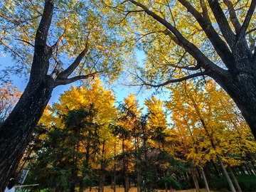 秋日金色树林风景摄影