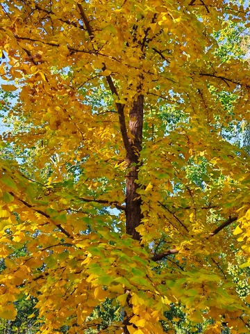 秋日金黄树叶美景