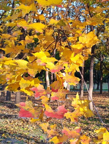 秋日金黄枫叶美景自然风光摄影