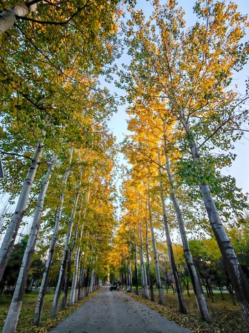 秋意浓林间小道风景摄影