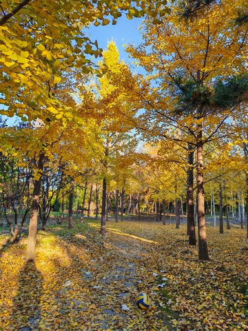 秋日林间小径美景