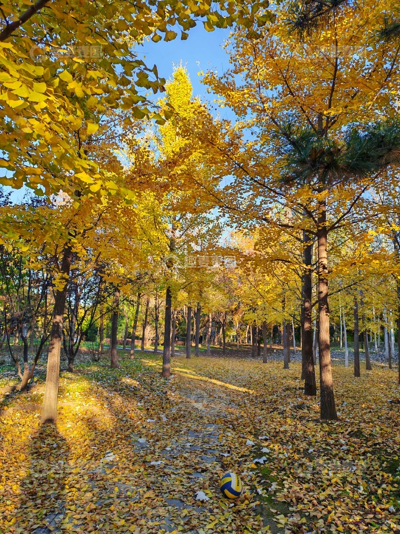 高清大图下载【趣麦麦图】秋日林间小径美景