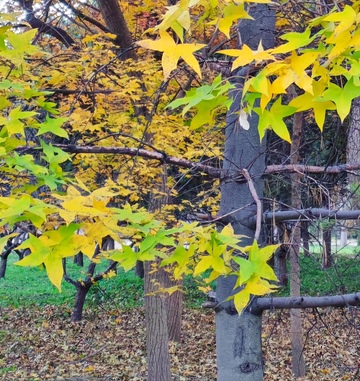 秋日枫叶风景摄影图片