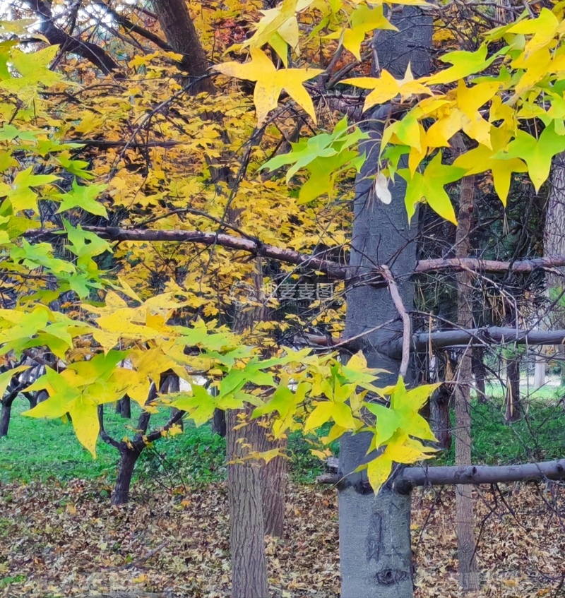 高清大图下载【趣麦麦图】秋日枫叶风景摄影图片