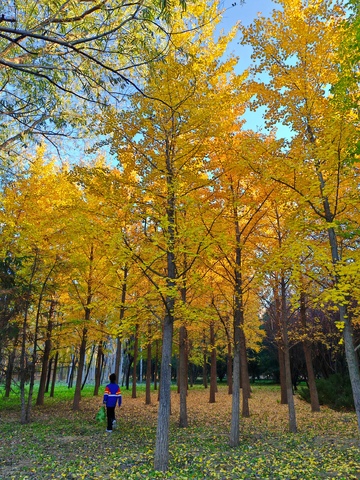 秋日林间漫步摄影图