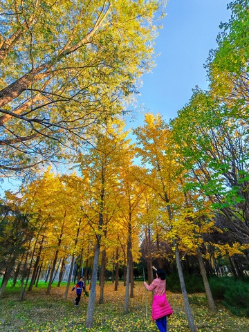 秋日树林美景自然风光摄影