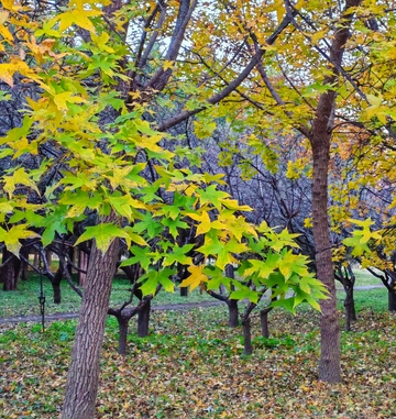 秋日果园美景自然风光摄影