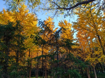 秋日金黄树林风光摄影