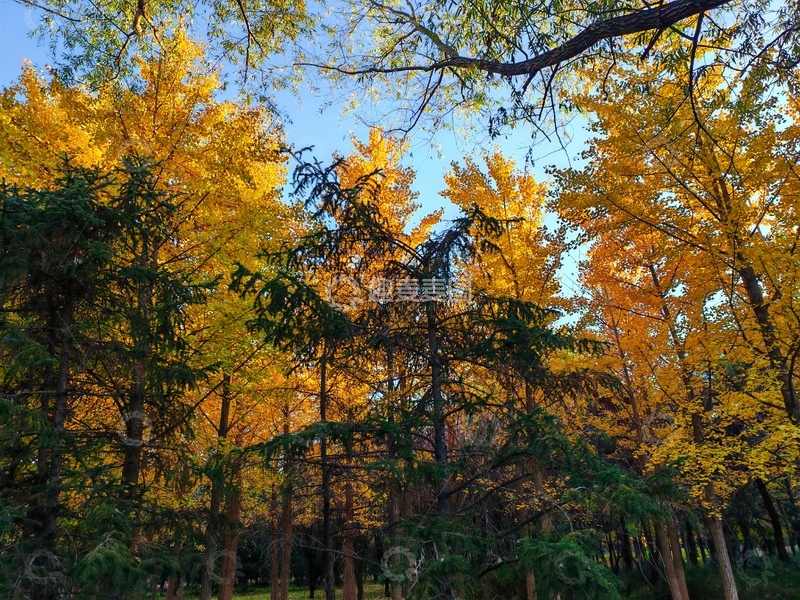 高清大图下载【趣麦麦图】秋日金黄树林风光摄影