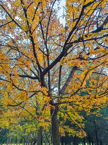 秋日金黄树影风景摄影