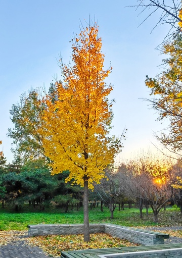 秋日公园金黄树木美景