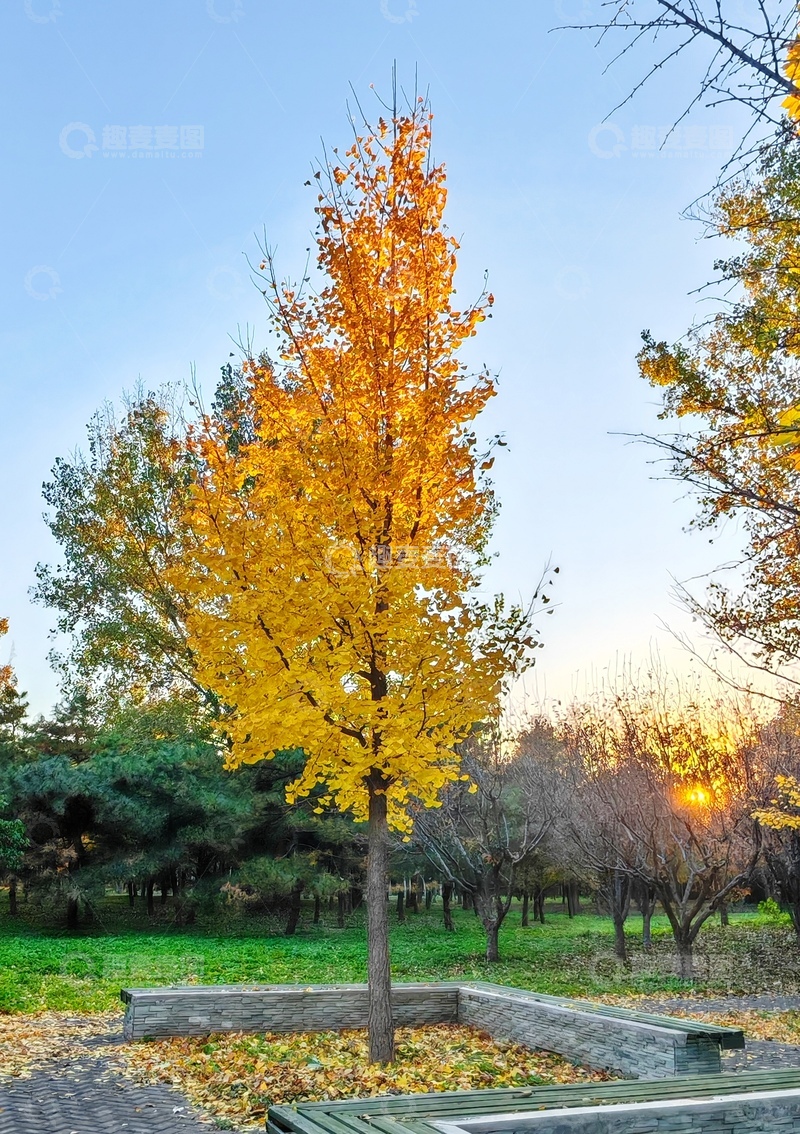 高清大图下载【趣麦麦图】秋日公园金黄树木美景