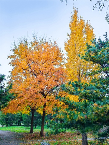 秋日公园景色风景摄影