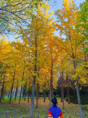 秋日树林美景摄影