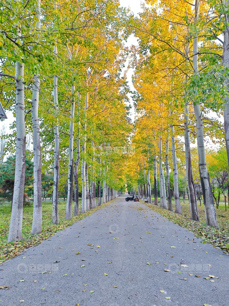 高清大图下载【趣麦麦图】秋日林荫道风光摄影