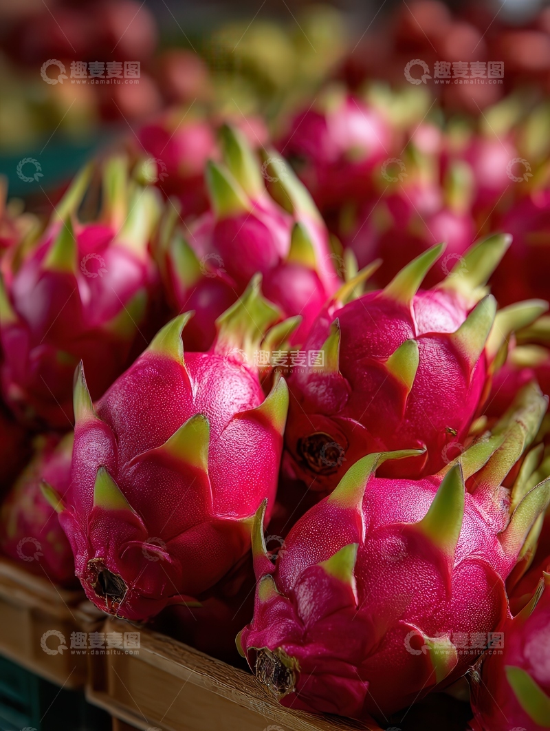 高清大图下载【趣麦麦图】火龙果  玫红   雅致 