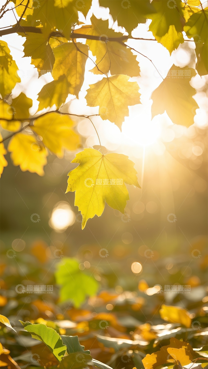 高清大图下载【趣麦麦图】秋日阳光树叶美景