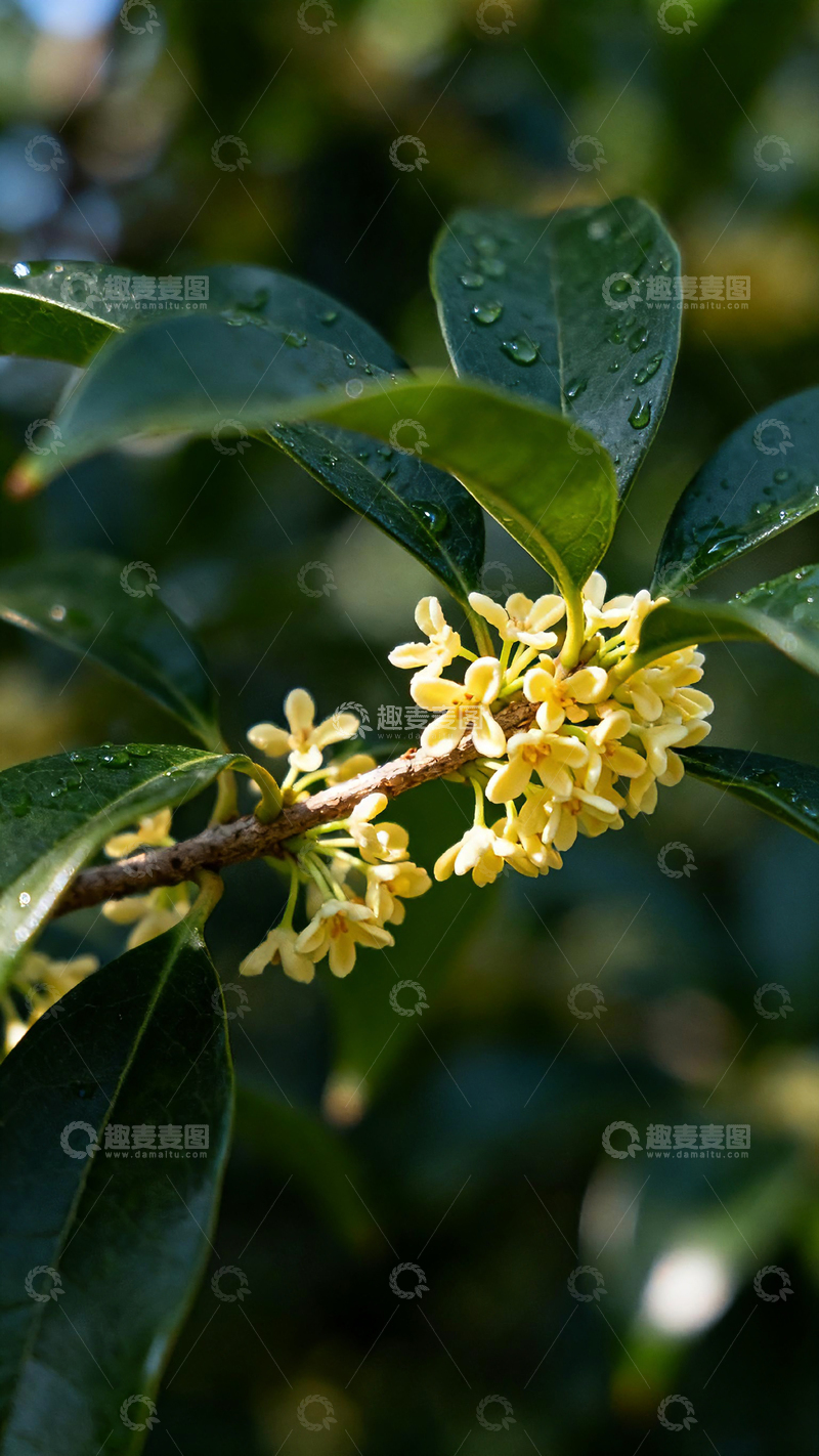 高清大图下载【趣麦麦图】桂花枝叶特写自然摄影1