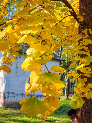 秋日银杏叶美景自然风光