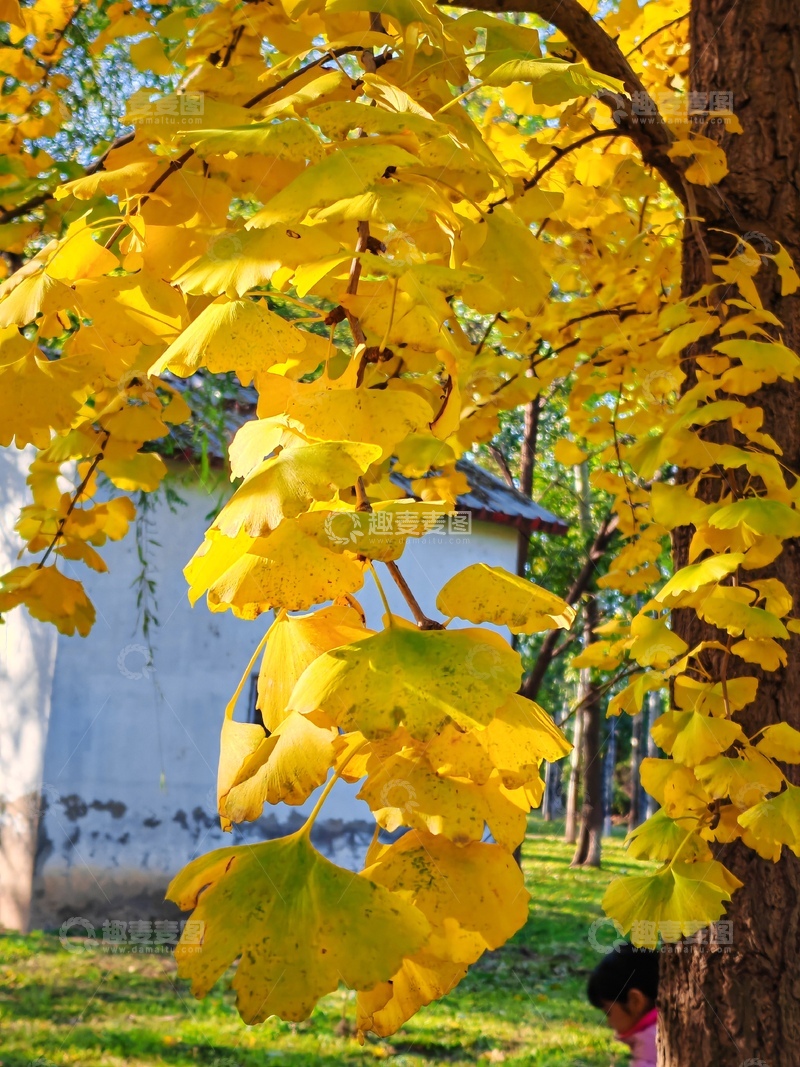 高清大图下载【趣麦麦图】秋日银杏叶美景自然风光
