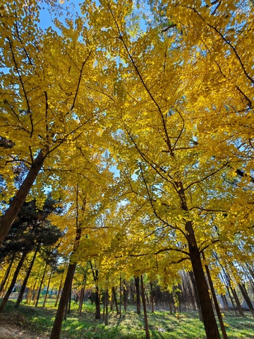 金秋银杏林美景自然风光摄影