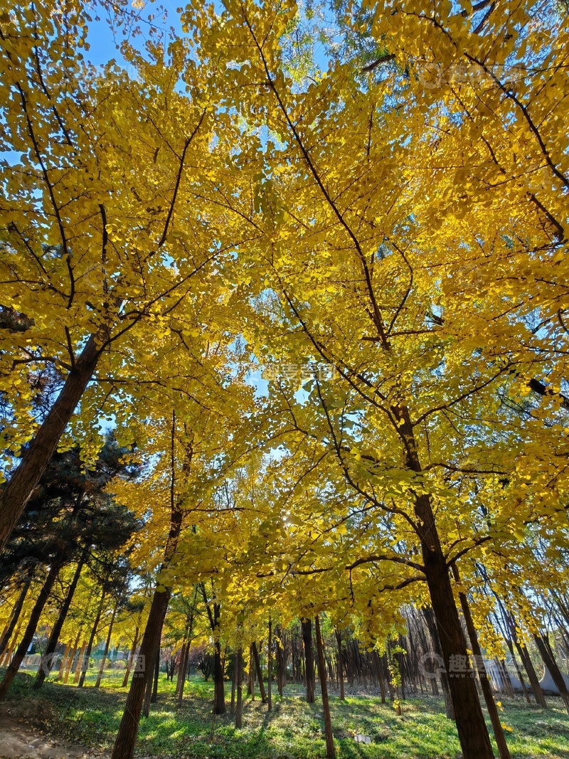 高清大图下载【趣麦麦图】-金秋银杏林美景自然风光摄影