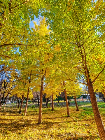 金秋银杏林美景自然风光摄影1