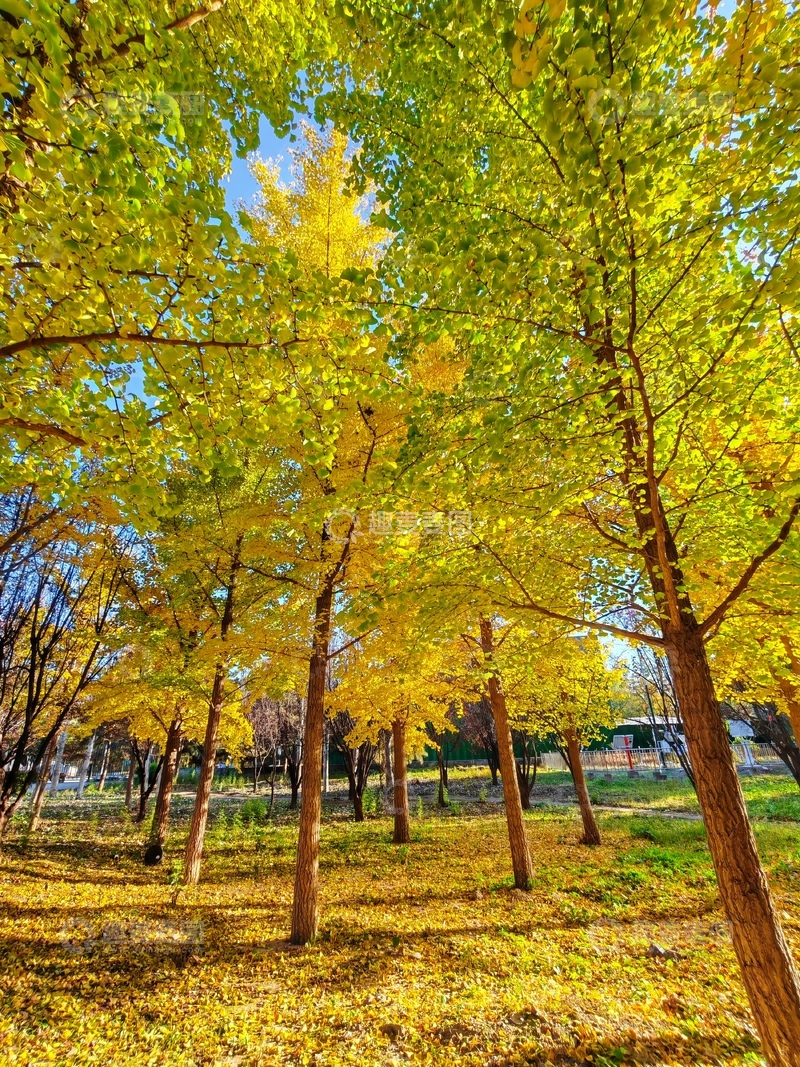 高清大图下载【趣麦麦图】金秋银杏林美景自然风光摄影1