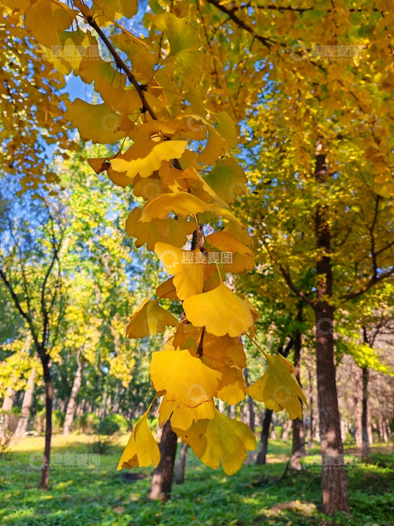 高清大图下载【趣麦麦图】秋日金黄树林风光