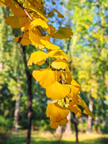 金秋银杏叶特写风光摄影
