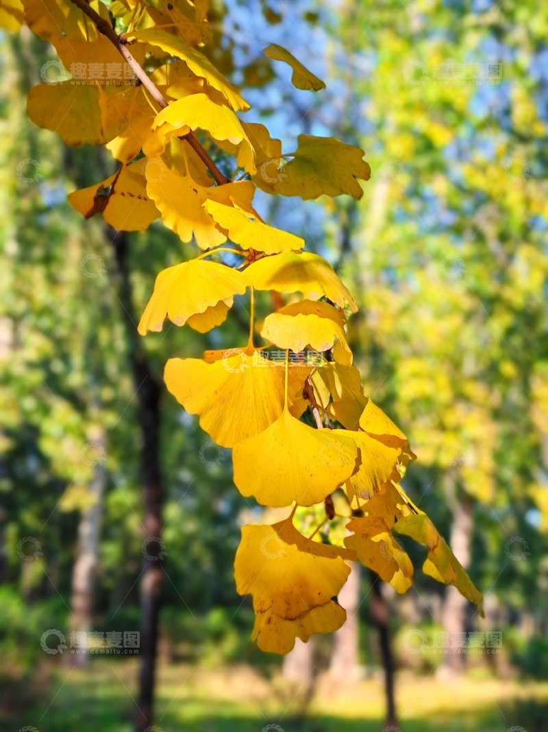 高清大图下载【趣麦麦图】金秋银杏叶特写风光摄影