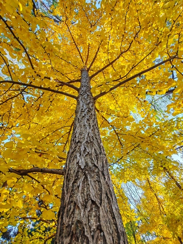 秋日金黄树冠美景