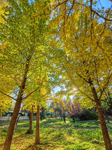 秋日银杏林风光摄影