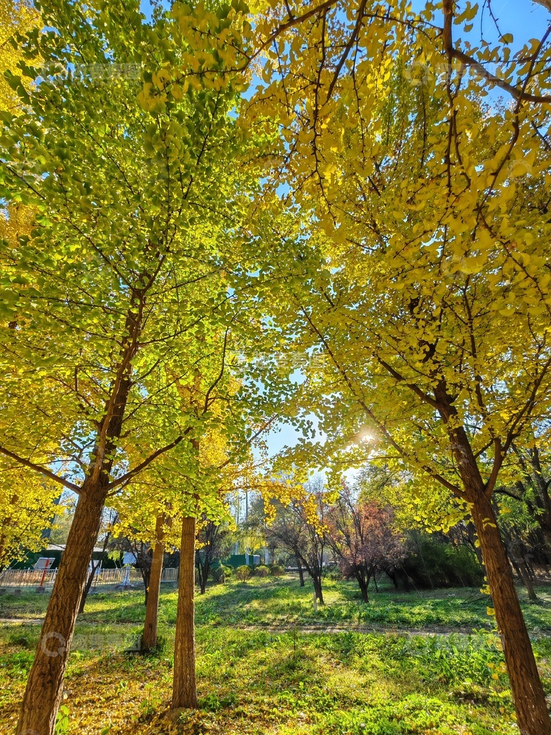 高清大图下载【趣麦麦图】秋日银杏林风光摄影