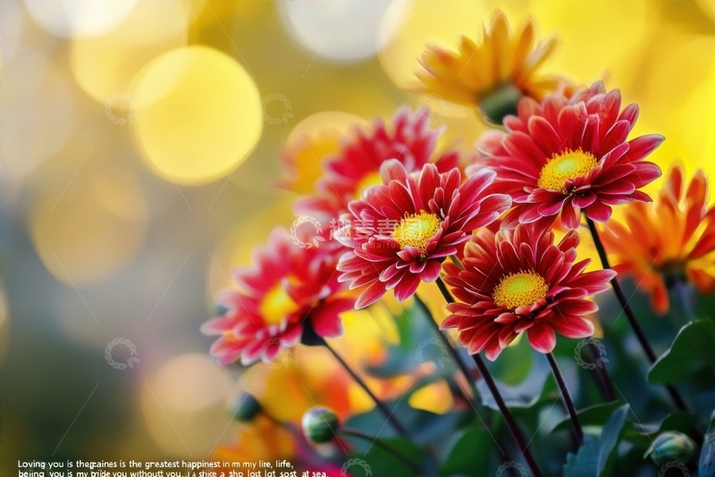 高清大图下载【趣麦麦图】盛开的一簇红色菊花花丛