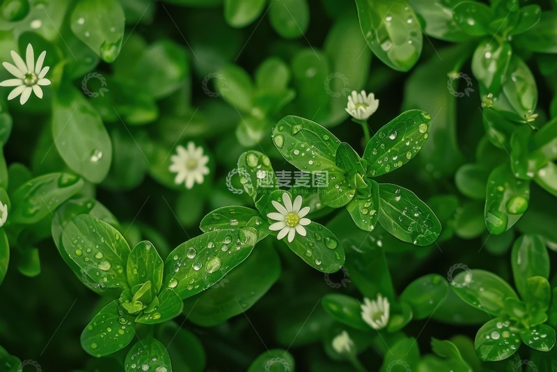 高清大图下载【趣麦麦图】三叶草草丛特写美景