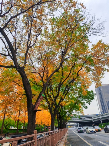 秋日城市街道美景