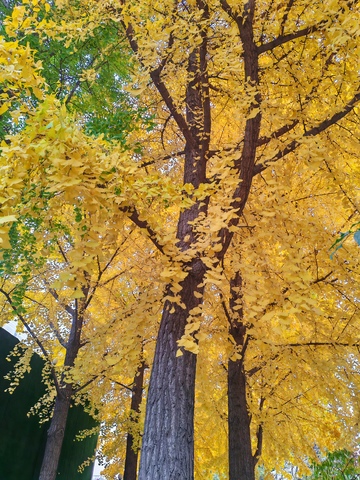 秋日银杏树美景摄影图片