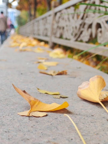 秋日黄叶人行道景象