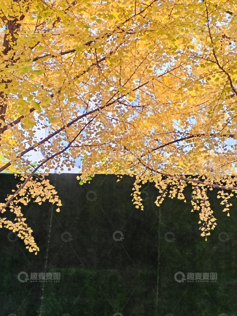 高清大图下载【趣麦麦图】秋叶金黄树枝美景摄影2