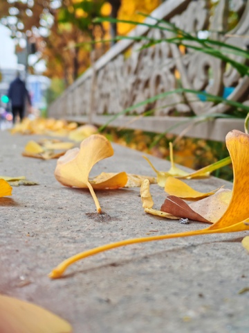 秋日银杏落叶街景