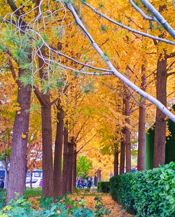 秋日林荫道银杏叶