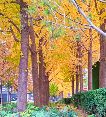 秋日林间金黄叶景