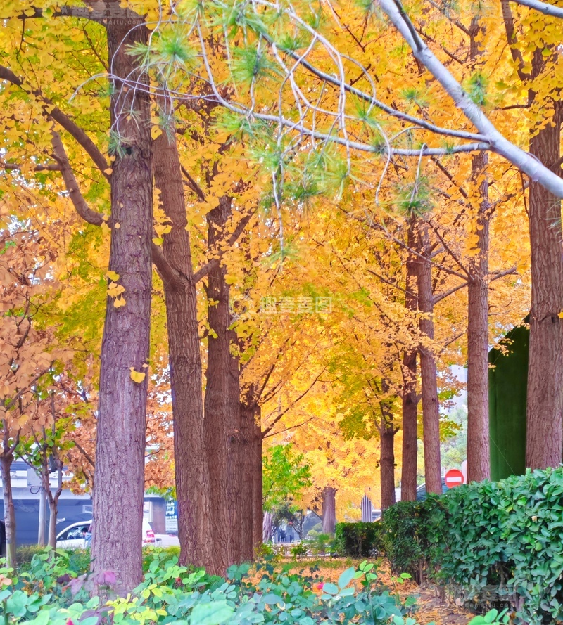 高清大图下载【趣麦麦图】秋日林间金黄叶景