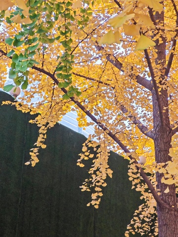 秋日银杏树美景摄影