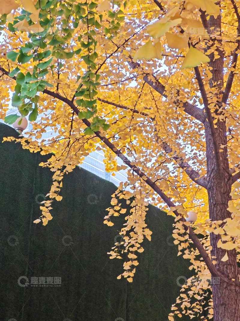 高清大图下载【趣麦麦图】秋日银杏树美景摄影
