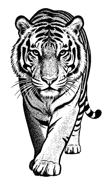 黑白线条老虎插画图案