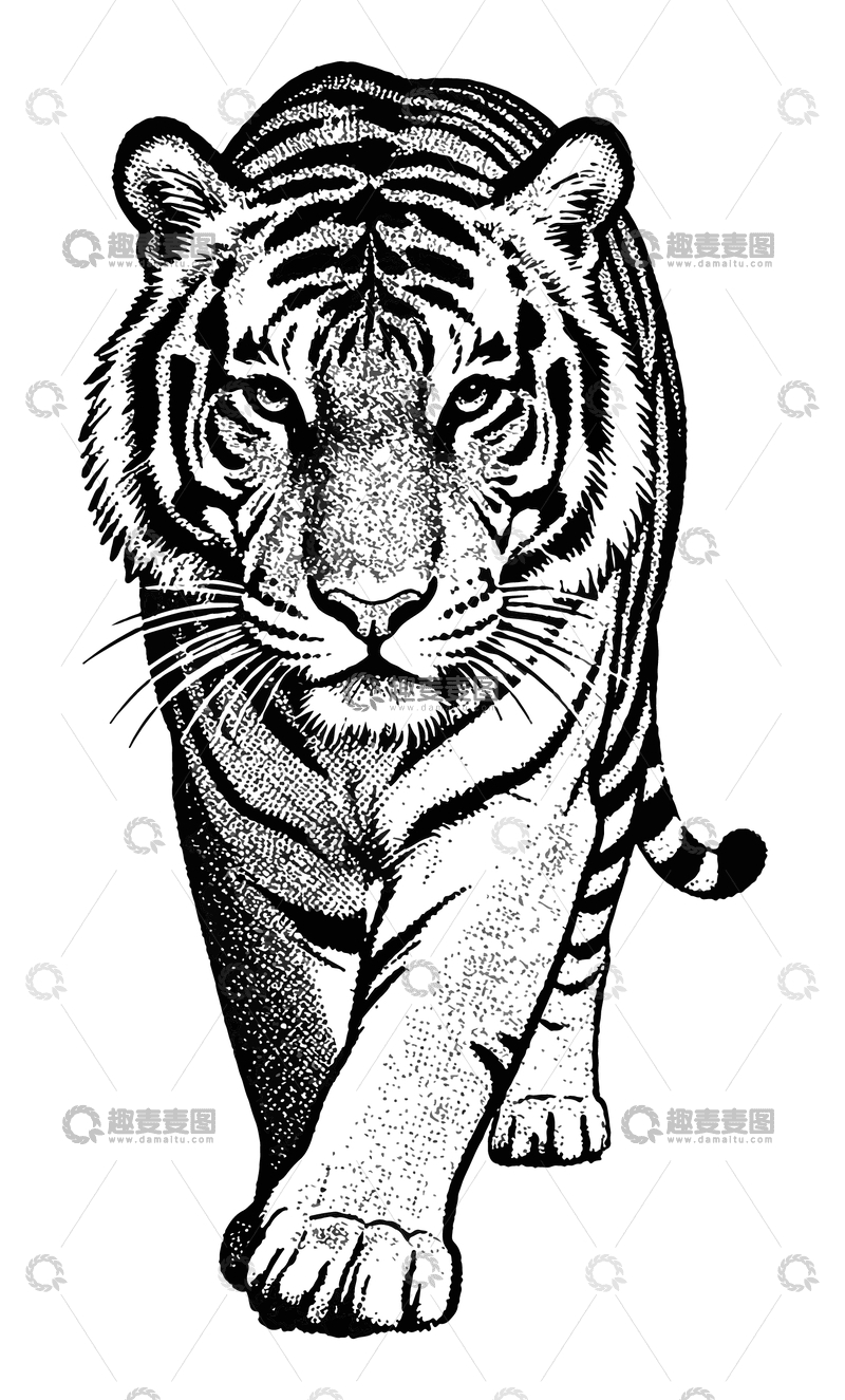 黑白线条老虎插画图案