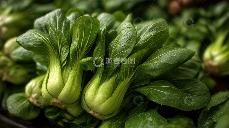 高清大图下载【趣麦麦图】上海青  青翠  清口