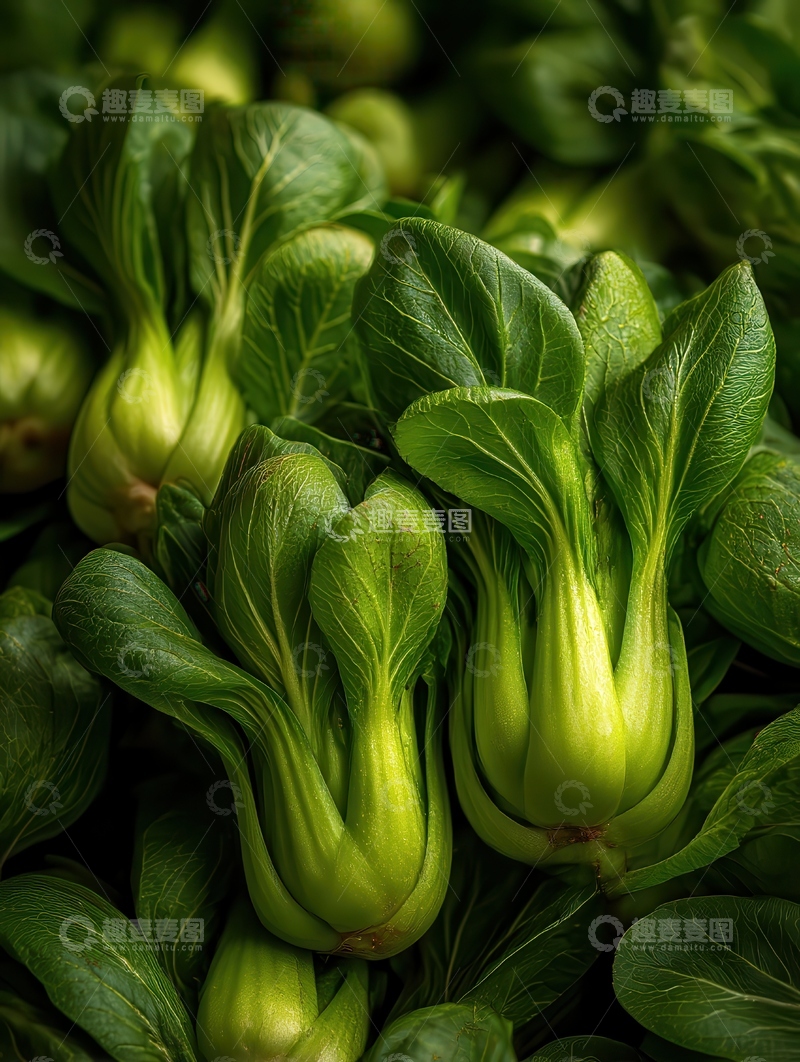 高清大图下载【趣麦麦图】上海青  青翠  碧绿